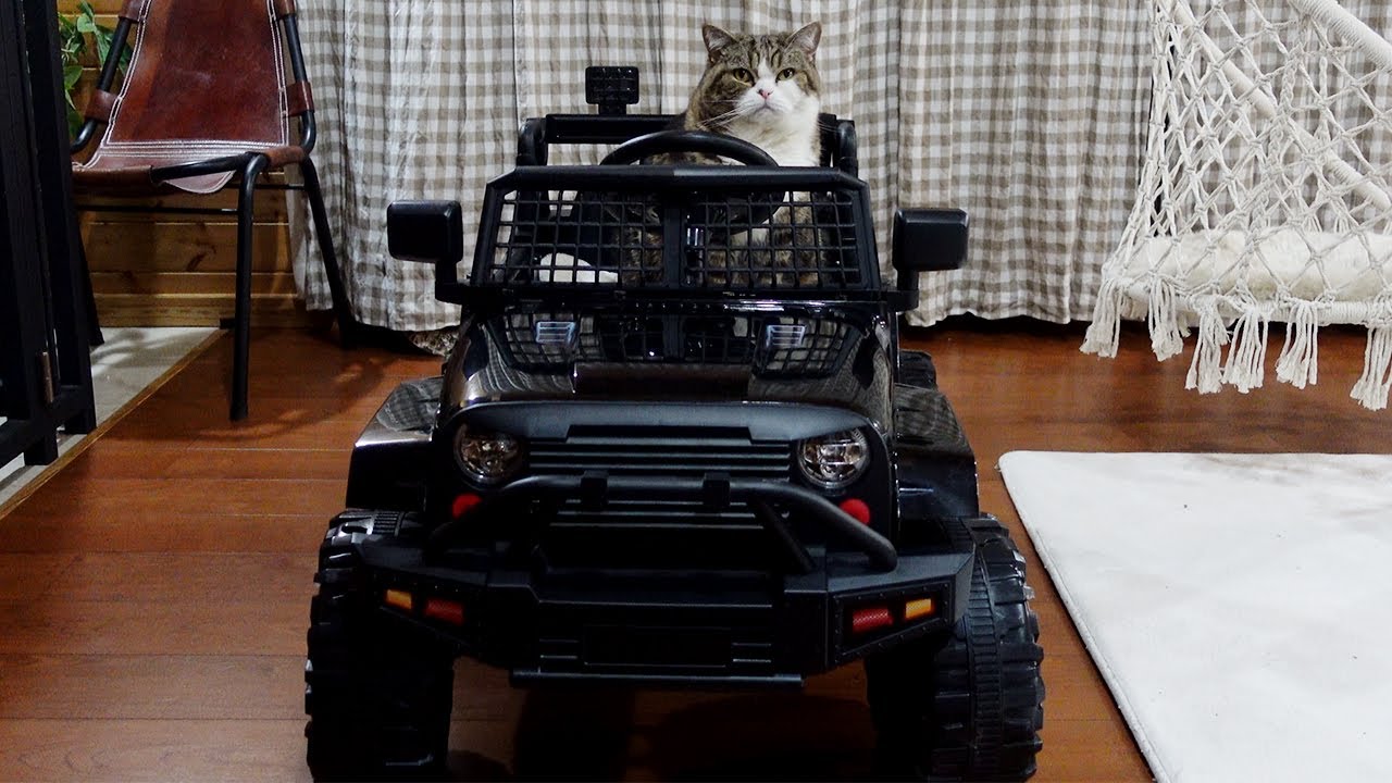 高級車に乗るねこ Maru Gets In The Luxury Car Youtube