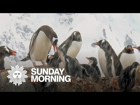 Nature: Penguins in