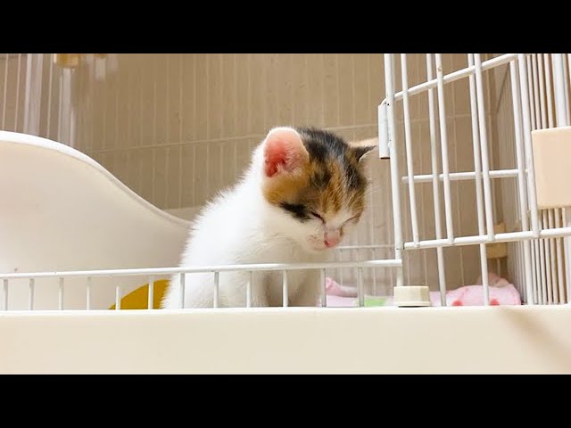 一匹だけケージから出ない保護子猫 - YouTube