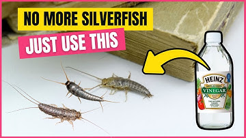 How to Get Rid of Silverfish FAST