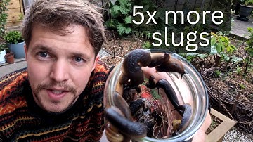 Irresistible Slug Bait: Best Bait + Trap Optimization Tips