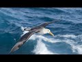 Karat  albatros