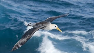 Video thumbnail of "Karat - Albatros"