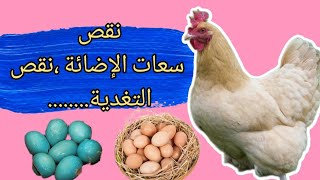 أسباب تأخر الدجاج عن موعد انتاج البيض