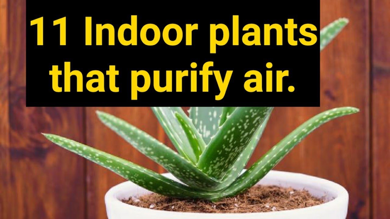 11 indoor plants that purify air. Remove harmful toxins