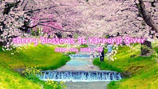 Cherry blossoms at Kannonji River | Spring, Fukushima, Sakura | Japan Vlog