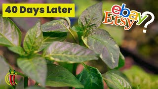 eBay/Etsy and 'Pepper X' Chilli Seeds Experiment - 40 Days by ChilliChump 11,298 views 2 months ago 5 minutes, 2 seconds