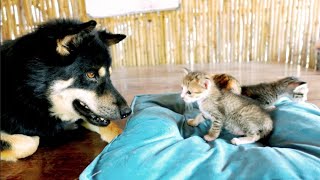 Dog looks after newborn kittens for the first time by Creative Animals 6 views 1 month ago 30 seconds