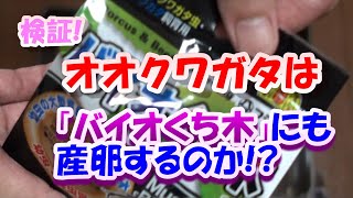 【検証!】オオクワガタはバイオくち木にも産卵するのか？　―バイオ朽ち木で産卵セット作成後、割り出し。　結果発表！