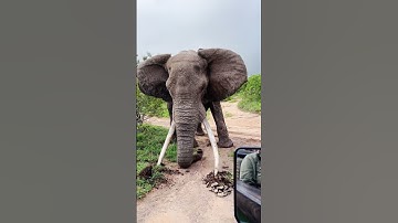 Elephant Big Tusker Crushes Ground in Powerful Display