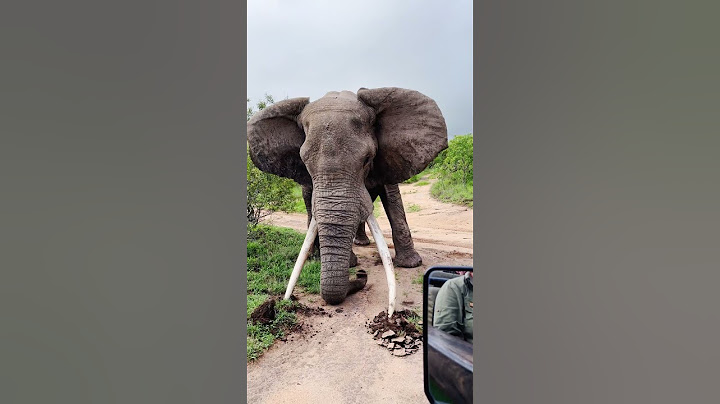 Elephant Big Tusker Crushes Ground in Powerful Display