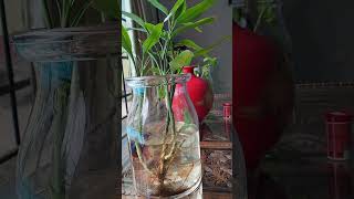 small fish beautiful colour by yumi ocho vlog 76 views 9 months ago 1 minute, 22 seconds