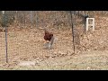 Squirrel vs. Chickens