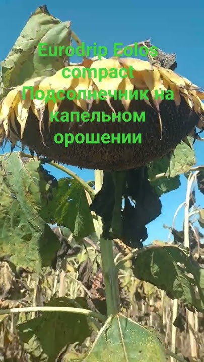 подсолнечник на поверхностном капельном орошении! лента Eurodrip Eolos ...