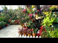 My beautiful rooftop garden/ Chhat par bagwani...