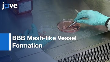 BBB Mesh-like Vessel Formation and Disruption: in vitro Assessment | Protocol Preview