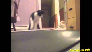 Секретная жизнь котов Секретная жизнь котов