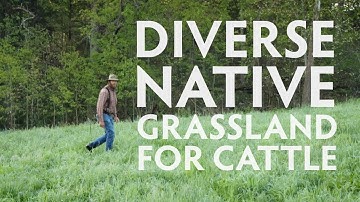 Diverse Native Grassland for Cattle - Overview