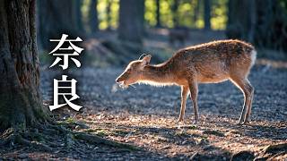 Went to Nara to see the deer | Exploring from early morning on day two | Nikon ZR [Snap Vlog]
