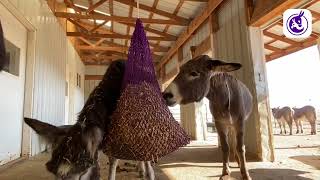 Obesity and Nutrition in Donkeys