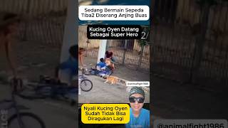 Kucing Oyen Menyelamatkan Seorang Anak Lelaki Yg Diserang Anjing Buas 😱 #kucing #oyen #cat #shorts