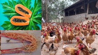 Chicken Farm - How to deworm chickens with papaya - how to prepare.