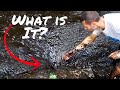 WHAT WAS LIVING in This TAR WATER?!