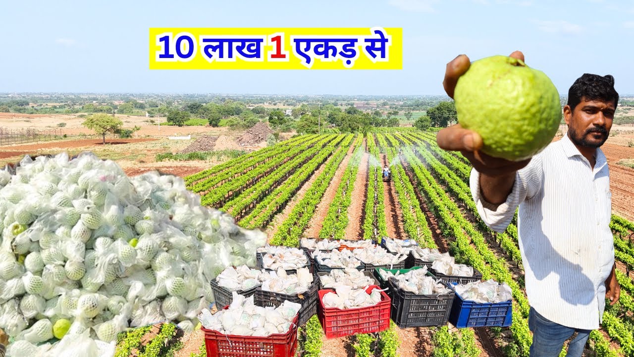 अमरुद की खेती से अब होंगे माला मॉल सालाना कमाई 10 लाख per Acer