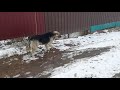 Собака друг человека🐕🐕🐕