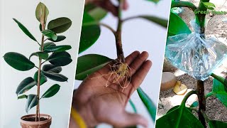 ... rubber plant or ficus elastica is a beautiful indoor and...