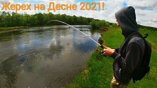 видео: Я в ШОКЕ!!Как эта ПРИМАНКА ловит таких рыбин?!?Он снова меня обловил.Ловля жереха на реке Десна 2021 картинка: Я в ШОКЕ!!Как эта ПРИМАНКА ловит таких рыбин?!?Он снова меня обловил.Ловля жереха на реке Десна 2021