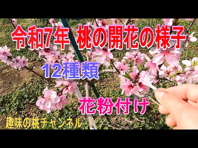 桃の花 2025 Peach Blossoming] 12 Types Pollen 25/4/8 - YouTube