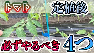 【トマト】定植後が重要。絶対にやってほしいことつを説明