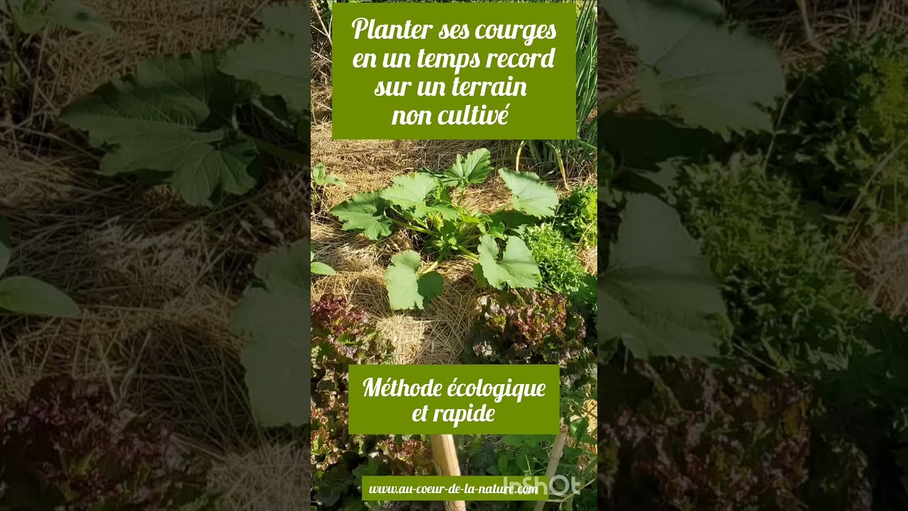 #Tuto #potager - Planter rapidement ses courge(tte)s sur un terrain non cultivé #ecoledejardinage