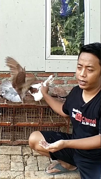 PENYEBAB MERPATI GIRINGNYA KENDOR