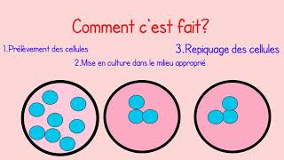 Quelle est la différence entre la culture cellulaire et la culture tissulaire