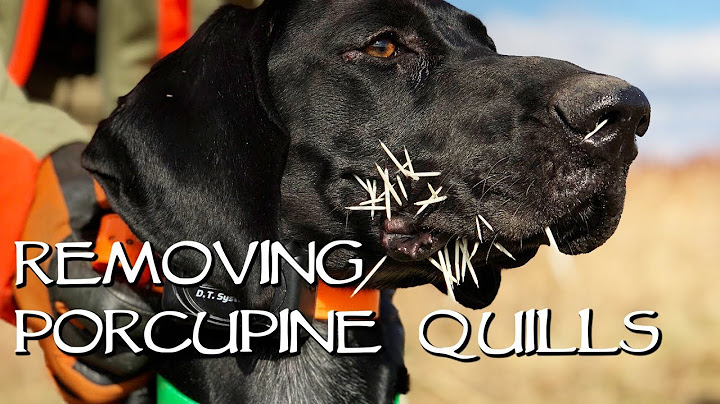 Removing Porcupine Quills