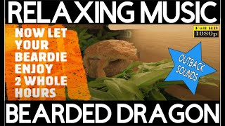 BEARDED DRAGON MUSIC 2 WHOLE HOURS OF RELAXING SOUNDS FOR YOUR BEARDIE