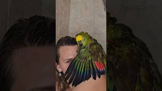 Утро с попугаями #амазон #попугай #parrot #comedy #жако #lol #домашниеживотные #pets #юмор #birds