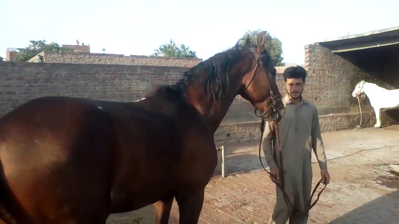 lahore ma horse for sale ha by nawaz entertarmaint channel 2020 YouTube