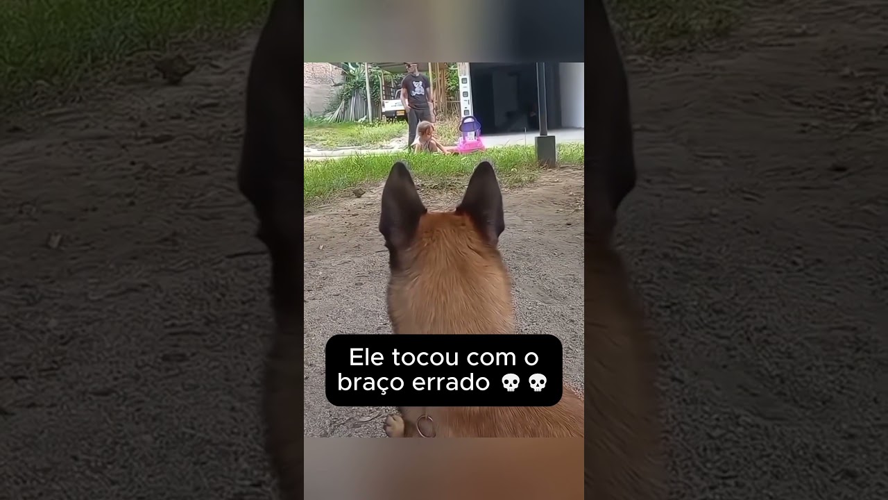 Esse Pastor Alemão Protegendo a Criança é SURREAL!