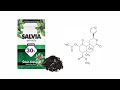 The Pharmacology Of Salvia Divinorum | Mind & Molecule Episode 11