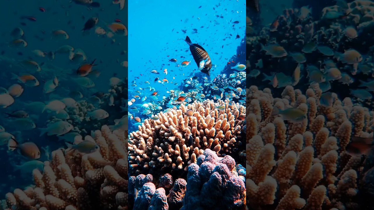 Крупнейший риф на Земле. Большой Барьерный риф 