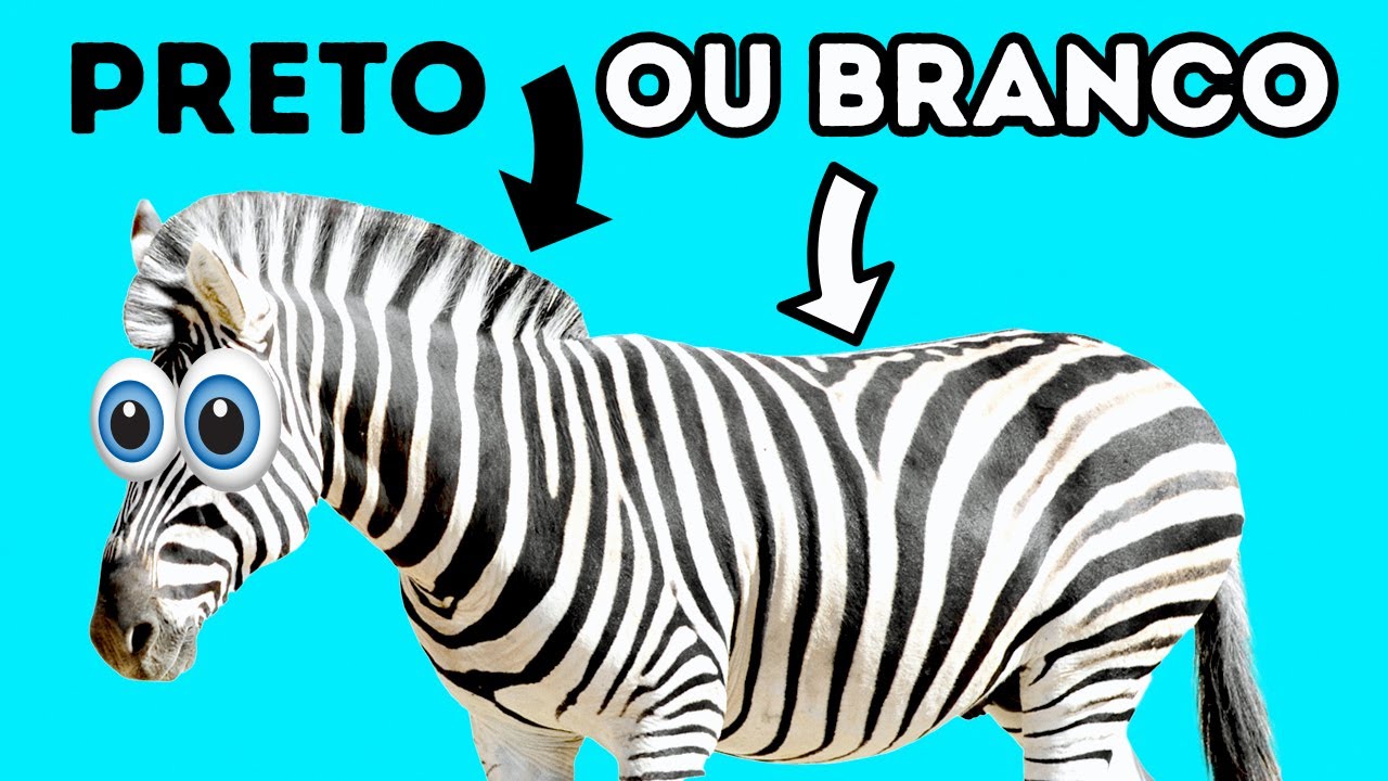 As zebras são pretas ou brancas e outros fatos sobre animais que você sempre quis saber