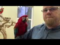 Green-winged Macaw Is My Friend  Kigi Birds 006