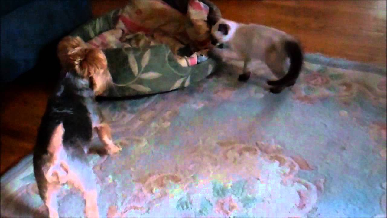 THE STRUGGLE FOR ALPHA MALE STATUS