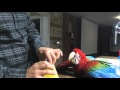 Hand feeding of green wing macaw (elmo)