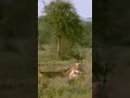 See how a tiger accepted a deer।देखिए कैसे एक हिरण एक बाघ है#africa #shorts #🐅🦌