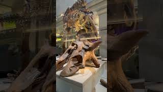 Museum of Natural History! 🦖 #museum #kidslearningvideos #washingtondc