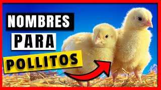 🐤 Names for Baby Male Chicks or any Bird (Original and Fun)💛 screenshot 3